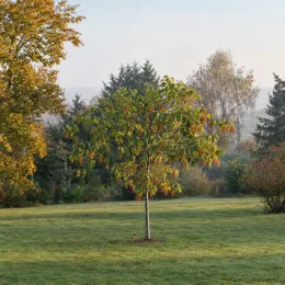 Idesia (Idesia polycarpa) — jeune arbre isolé au milieu d’une pelouse · Photo d'illustration