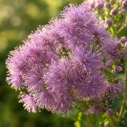 Thalictrum 'Purpureum' (Thalictrum aquilegifolium) — bouquet de petites fleurs mauves plumeuses en extérieur · Photo d'illustration