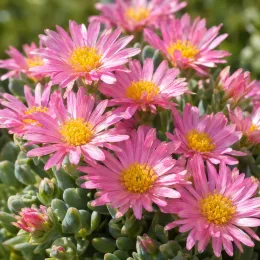 Succulente pour l'intérieur et l'extérieur (Oscularia deltoides) — fleurs roses en étoiles sur feuillage charnu · Photo d'illustration