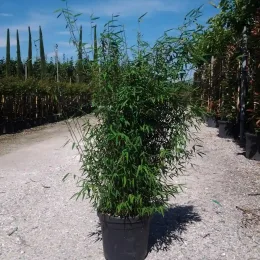 Fargesia (Fargesia angustissima) — grand bambou dense en pot de pépinière · Pot 15L