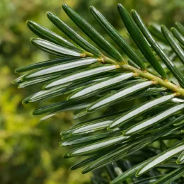 Sapin de vancouver (Abies grandis) — gros plan sur aiguilles vertes brillantes · Photo d'illustration