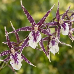 Orchidée 'Petit pierre' (Miltassia) — grappes de fleurs étoilées mouchetées violettes et blanches