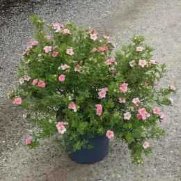 Potentille 'Pink paradise' (Potentilla fruticosa) — arbuste compact en pot, fleurs roses ouvertes · Pot 7.5L