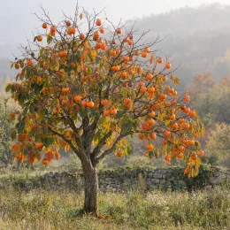 Plaqueminier 'Cioccolatino' (Diospyros kaki) — arbre isolé couvert de nombreux fruits orange