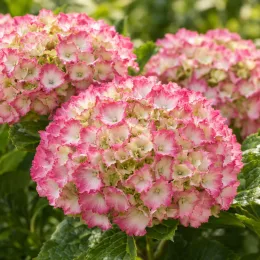 Hortensia 'So long sunny' (Hydrangea) — gros pompons floraux bicolores rose et crème · Photo d'illustration