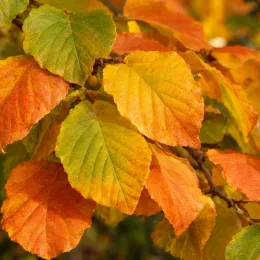Hamamélis de chine 'Orange beauty' (Hamamelis mollis) — feuilles ovales jaunes et orangées, gros plan · Photo d'illustration