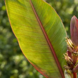 Bananier japonais (Musa himalayensis) — gros plan sur feuille et inflorescence exotique · Photo d'illustration