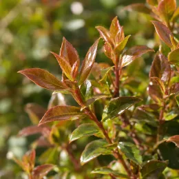 Abelia de chine 'Little richard' (Abelia zanderi) — jeunes pousses brillantes aux feuilles bronze et vertes · Photo d'illustration