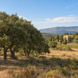Chêne à glands doux 'Ballota' (Quercus ilex subsp. rotundifolia) — arbres au feuillage dense dans paysage méditerranéen sec · Photo d'illustration