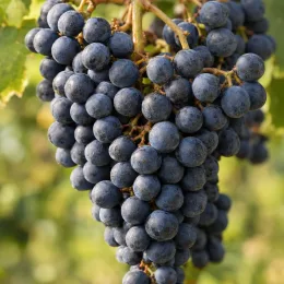 Cépage noir 'Cabernet sauvignon' (Vitis vinifera) — grappe de raisins noirs mûrs en gros plan · Photo d'illustration