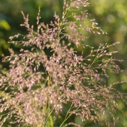 Eragrostis (Eragrostis spectabilis) — inflorescences vaporeuses aux fins épis rosés · Photo d'illustration