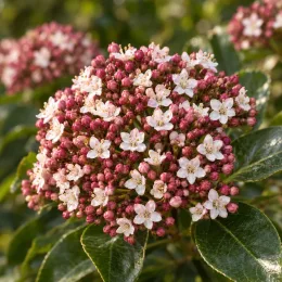 Laurier-tin 'Giganteum' (Viburnum tinus) — gros plan sur ombelle de petites fleurs · Photo d'illustration