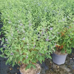 Caryopteris Grand Bleu (Caryopteris clandonensis) — arbustes fleuris en pots sur toile de pépinière · Pot 8L