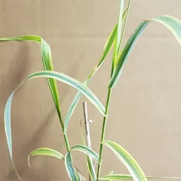 Canne de provence jaune 'Aureovariegata' (Arundo donax) — tiges élancées au feuillage rubané panaché · Godet