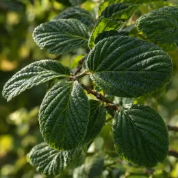 Viorne de chine 'Pop corn' (Viburnum plicatum) — gros plan sur feuilles ovales nervurées · Photo d'illustration