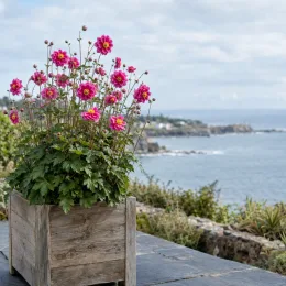 Anémone du japon 'Pamina' (Anemone hupehensis) — plante fleurie en bac bois devant la mer · Photo d'illustration