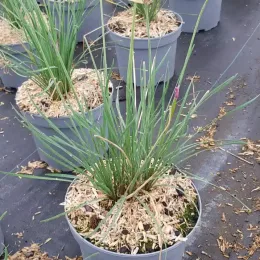 Tulbaghie 'Dark star' (Tulbaghia violacea) — touffe de feuilles fines vertes dans pot plastique · Pot 3L