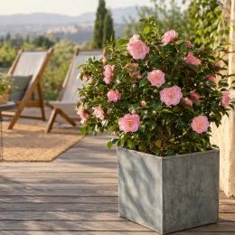 Camélia du japon 'Kumasaka rose' (Camellia japonica) — arbuste fleuri en bac sur terrasse en bois · Photo d'illustration