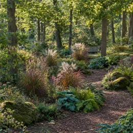 Roseau de chine 'Purpurascens' (Miscanthus sinensis) — massifs de graminées et vivaces le long d'un sentier