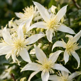 Clématite d'armand (Clematis armandii) — grappes de fleurs étoilées blanches en gros plan · Photo d'illustration