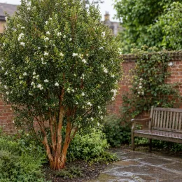Myrte 'Luma' (Myrtus apiculata) — grand arbuste fleuri près d'un banc de jardin · Photo d'illustration