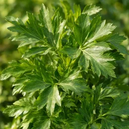 Livèche (Levisticum officinale) — gros plan sur feuillage vert découpé · Photo d'illustration