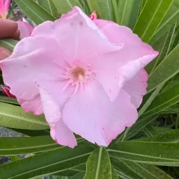 Laurier rose 'Louis Pouget' (Nerium oleander) — grosse fleur rose pâle avec feuillage allongé
