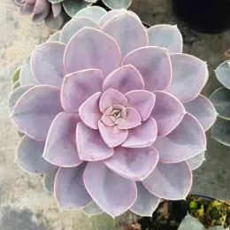 Echeveria 'Perle von nürnberg' — rosette de succulente aux feuilles épaisses rosées · Pot 2.5L