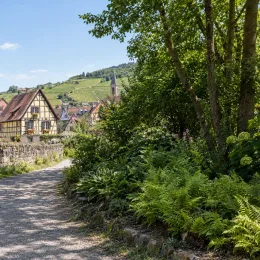 Fougère femelle (Athyrium filix-femina) — massif de fougères vertes le long d'un chemin · Photo d'illustration