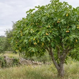 Figuier 'Kadota' (Ficus carica) — arbre fruitier chargé de figues dans un champ