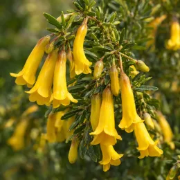 Sophora à petites feuilles argentées 'Sun king' (Sophora microphylla) — grappes de fleurs tubulaires jaunes sur feuillage vert · Photo d'illustration