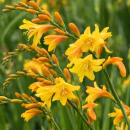 Montbrétia 'Davidson' (Crocosmia georges) — grappes de fleurs jaunes et boutons orangés · Photo d'illustration