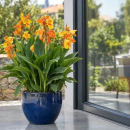 Canna — plante à grandes feuilles vertes et fleurs orange · Photo d'illustration