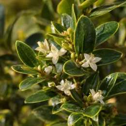 Houx crénelé 'Hollybox' (Ilex vomiforia) — petites fleurs blanches parmi un feuillage vert luisant · Photo d'illustration