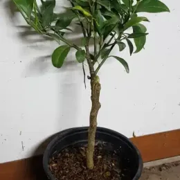 Mandarinier (Citrus reticulata) — jeune arbuste sur tige dans un pot · Pot 1.5L Tige