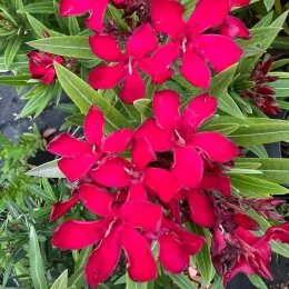 Laurier rose 'N° 18' (Nerium oleander) — grappes de fleurs rouges vives et feuillage allongé