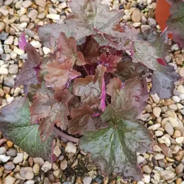 Heuchères 'Palace purple' (Heuchera mycrantha) — feuillage dense aux feuilles lobées mouillées · Pot 3L