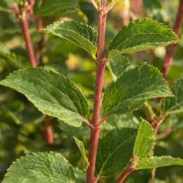 Hortensia paniculé 'Confettii' (Hydrangea paniculata) — tiges rougeâtres avec feuilles vertes dentées · Photo d'illustration