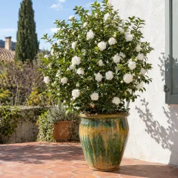 Camelia 'Silver dollar' (Camelia sasanqua) — arbuste fleuri dans grand pot vernissé sur terrasse · Photo d'illustration