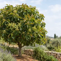 Avocatier race antillaise 'Degania' (Persea americana) — arbre isolé au feuillage dense et brillant · Photo d'illustration