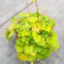 Heuchères 'Sweet tart®' (Heuchera) — touffe dense de feuilles vert clair en pot · Pot 3L