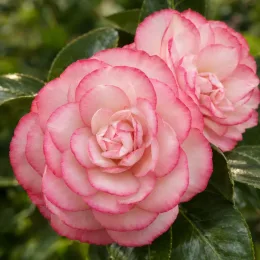 Camelia 'Buttons and bows' (Camelia japonica) — deux grandes fleurs bicolores en gros plan · Photo d'illustration