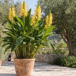 Gingembre ornemental (Hedychium gardnerianum) — grand plant fleuri en pot sur terrasse · Photo d'illustration