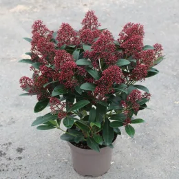 Skimmia du japon 'Rubella' (Skimmia japonica) — arbuste dense en pot, boutons floraux rouges · Pot 3L