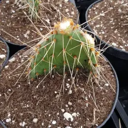 Figuier de barbarie 'Arenacea 2' (Opuntia phaecantha) — raquette de cactus épineux en pot de culture · Pot 2.5L