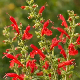 Sauge ananas (Salvia elegans) — nombreuses fleurs tubulaires rouges sur tiges dressées · Photo d'illustration