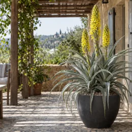 Puya jaune (Puya yakespala) — plante graphique en pot avec épis floraux jaunes · Photo d'illustration