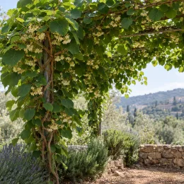 Kiwi 'Tomuri' (Actinidia deliciosa) — liane grimpante fleurie couvrant une pergola au jardin · Photo d'illustration