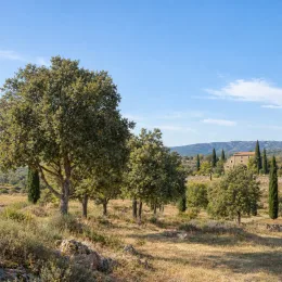 Chêne vélani 'Macrolepis' (Quercus ithaburensis) — arbres espacés dans paysage sec avec maison · Photo d'illustration