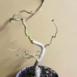 Noisetier 'Contorta' (Corylus avellana) — jeune plant tortueux à tiges nues en pot · Pot 1.5L Touffe